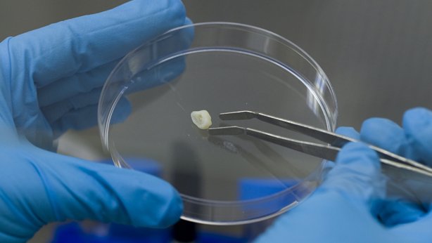 Continua-el-debate-sobre-las-celulas-madre_36993