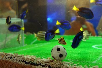 Peces_Mundial4