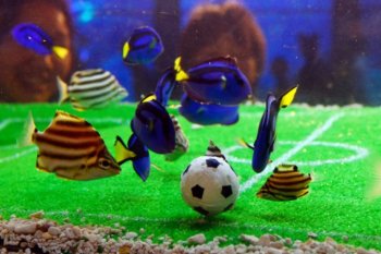Peces_Mundial7